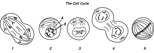 cell_files/i0720000.jpg