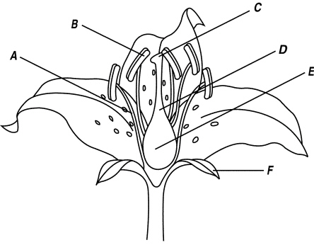 plants_files/i0720000.jpg