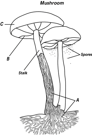 vbpf_files/i0650000.jpg